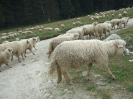 twohl2_2