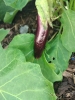 aubergine01