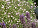 begegnungsgarten_15