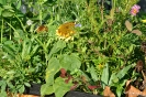 begegnungsgarten_17