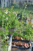 begegnungsgarten_25