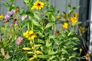 begegnungsgarten_26