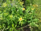 Blumenwiese03