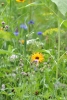 Blumenwiese06