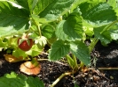 erdbeeren