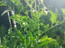 Begegnungsgarten Biene & Tomate