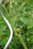 tomaten07