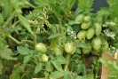 tomaten08