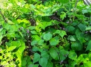 Gartenbuch_19_1