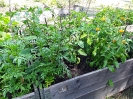 Gartenbuch_19_1