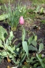 Garten-Buch